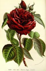 Flore's Avatar